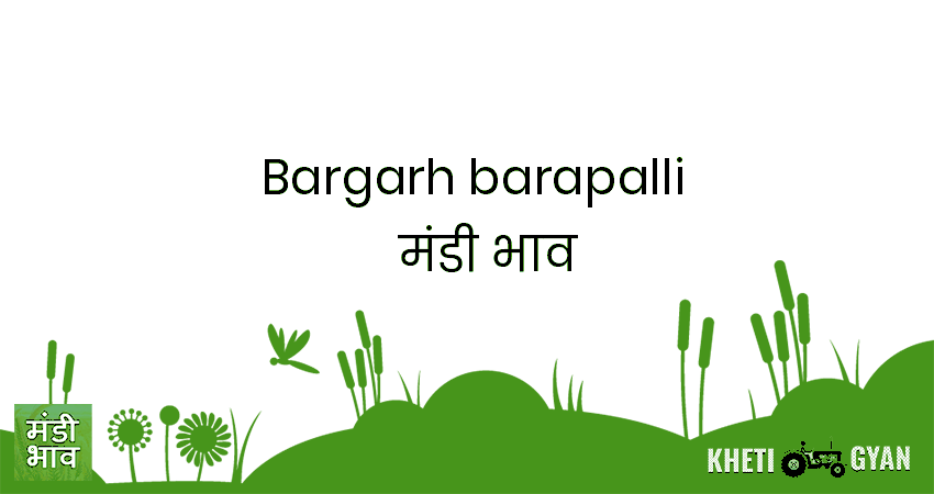 Bargarh(Barapalli) मंडी भाव की ताज़ा तस्वीर